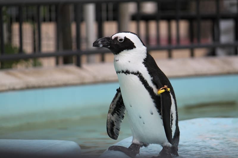 上野動物園ペンギン