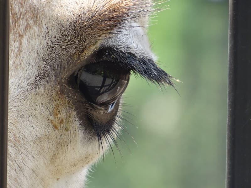 キリンの目
