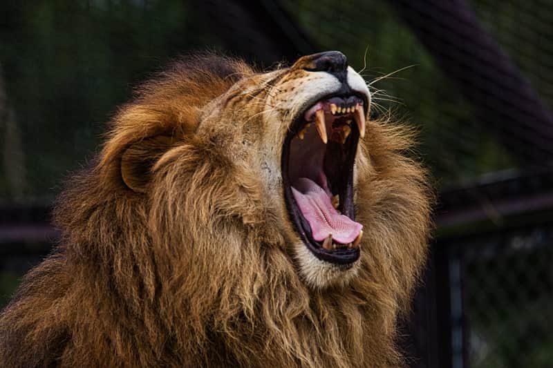 口を開けるライオン