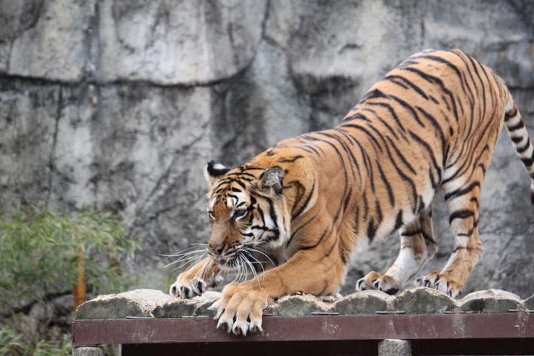 とべ動物園｜愛媛県 KidsZoo（キッズー）