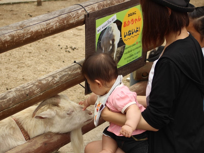 金沢動物園カンガルーと親子